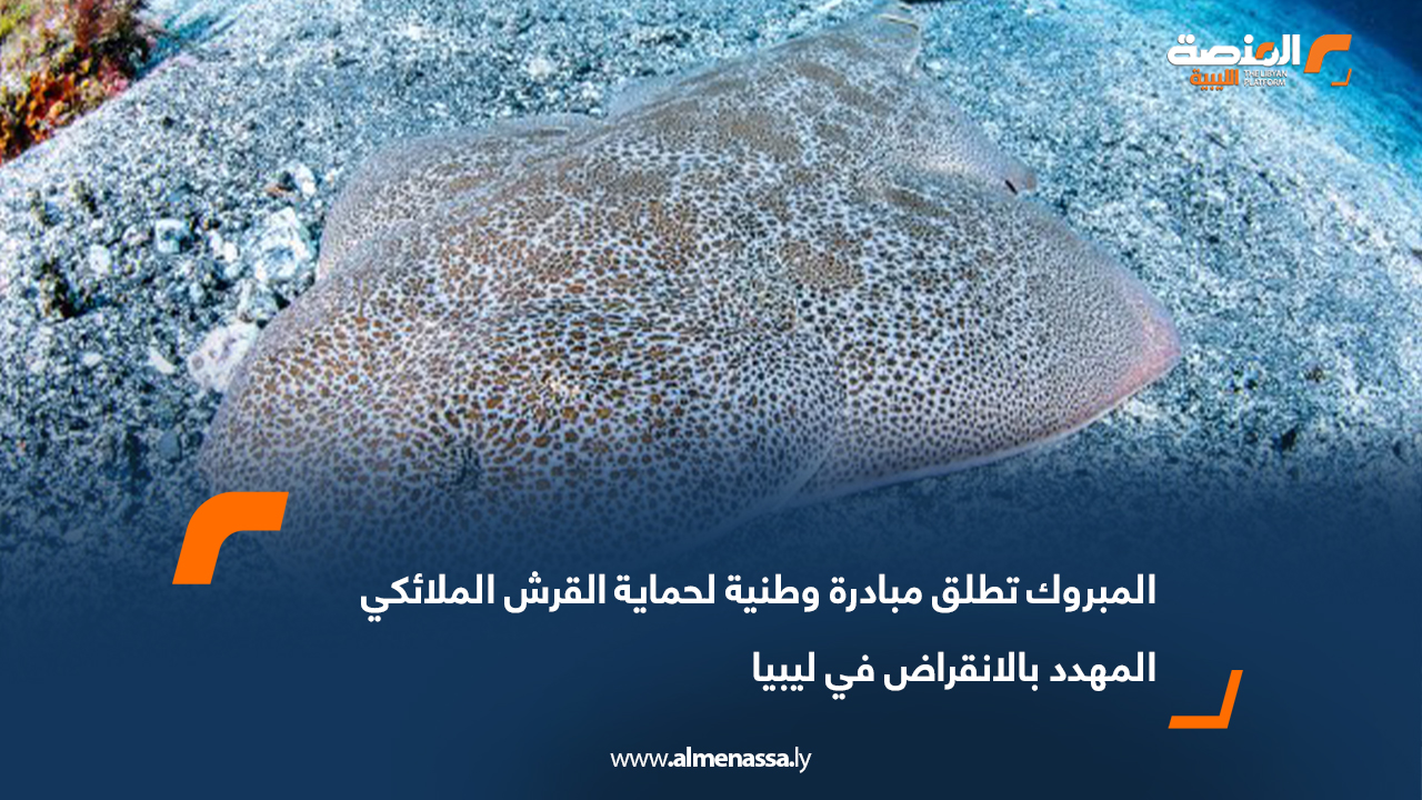 المبروك تطلق مبادرة وطنية لحماية القرش الملائكي المهدد بالانقراض في ليبيا
