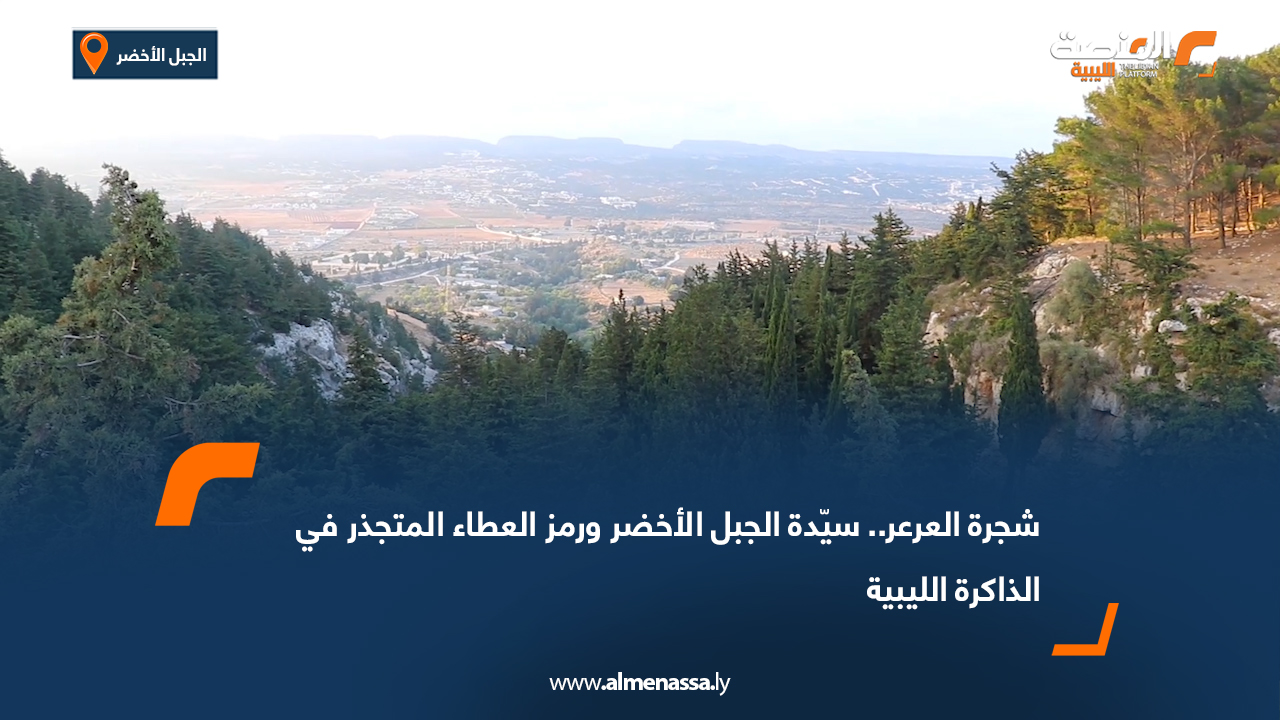 شجرة العرعر.. سيّدة الجبل الأخضر ورمز العطاء المتجذر في الذاكرة الليبية