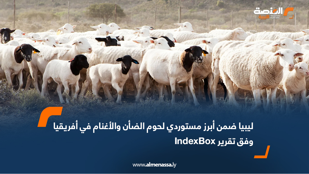 ليبيا ضمن أبرز مستوردي لحوم الضأن والأغنام في أفريقيا وفق تقرير IndexBox