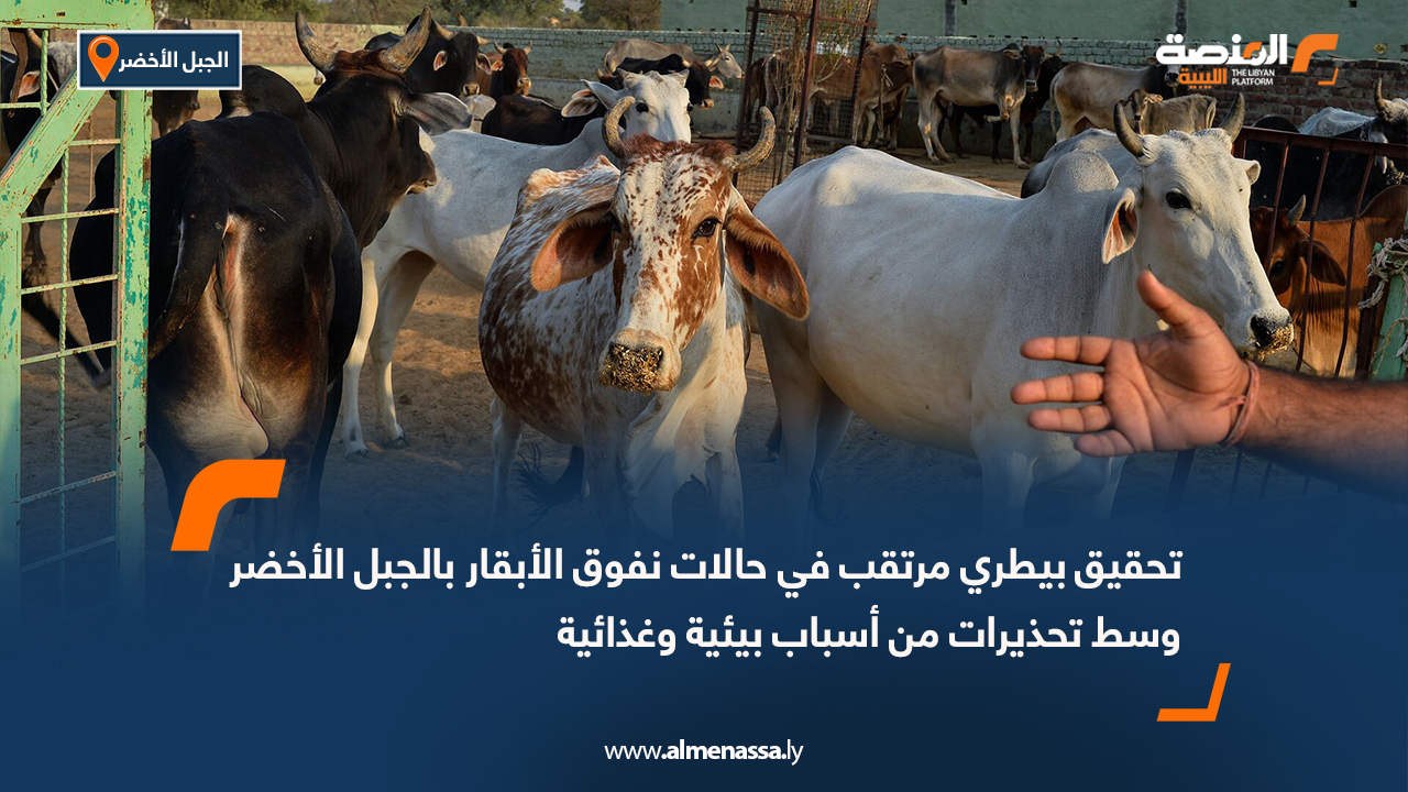 تحقيق بيطري مرتقب في حالات نفوق الأبقار بالجبل الأخضر وسط تحذيرات من أسباب بيئية وغذائية