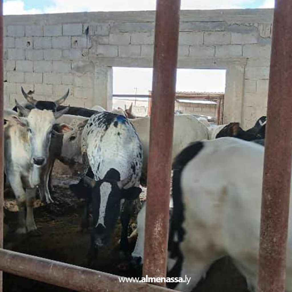 extra Recovered 22.jpg1 22 البدء في عملية حصر الأبقار الأفريقية المُعدّة للذبح داخل نطاق درنة