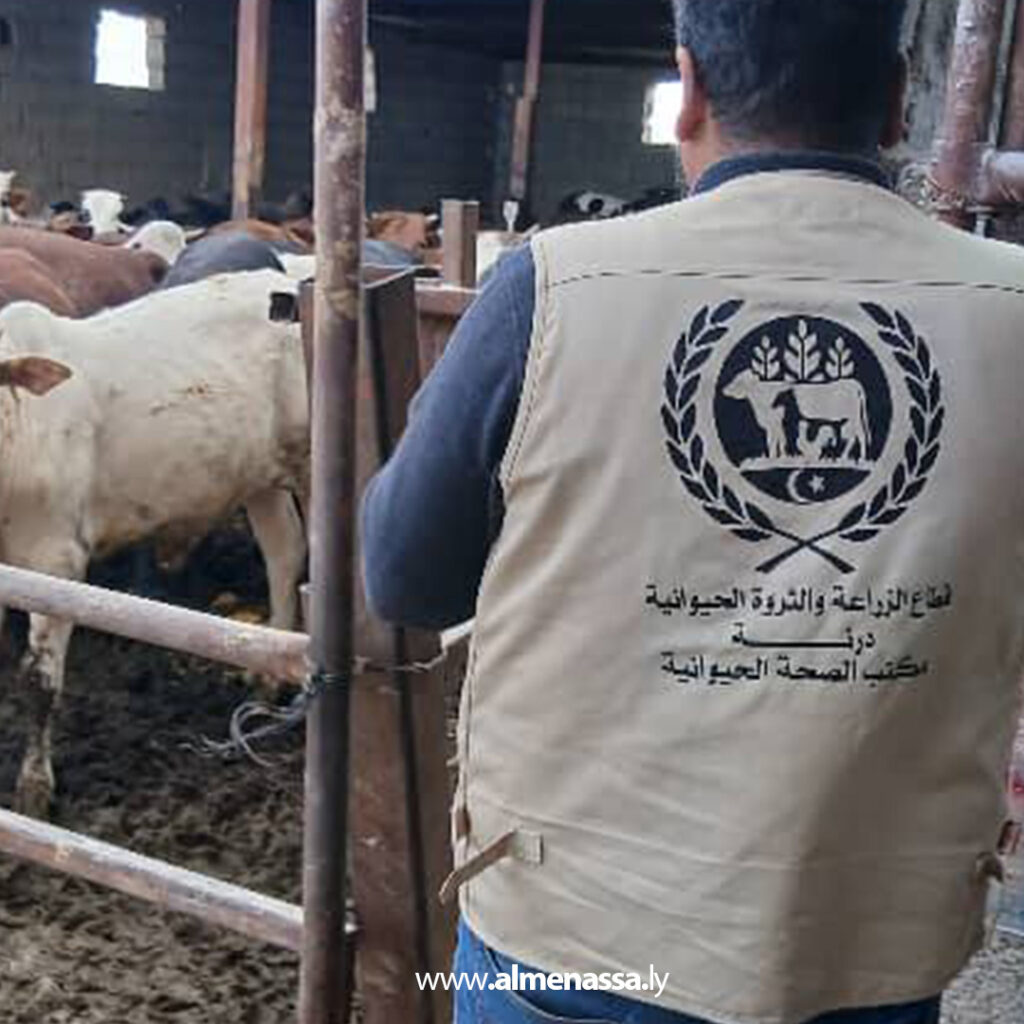 extra Recovered 57.jpg4 57 البدء في عملية حصر الأبقار الأفريقية المُعدّة للذبح داخل نطاق درنة