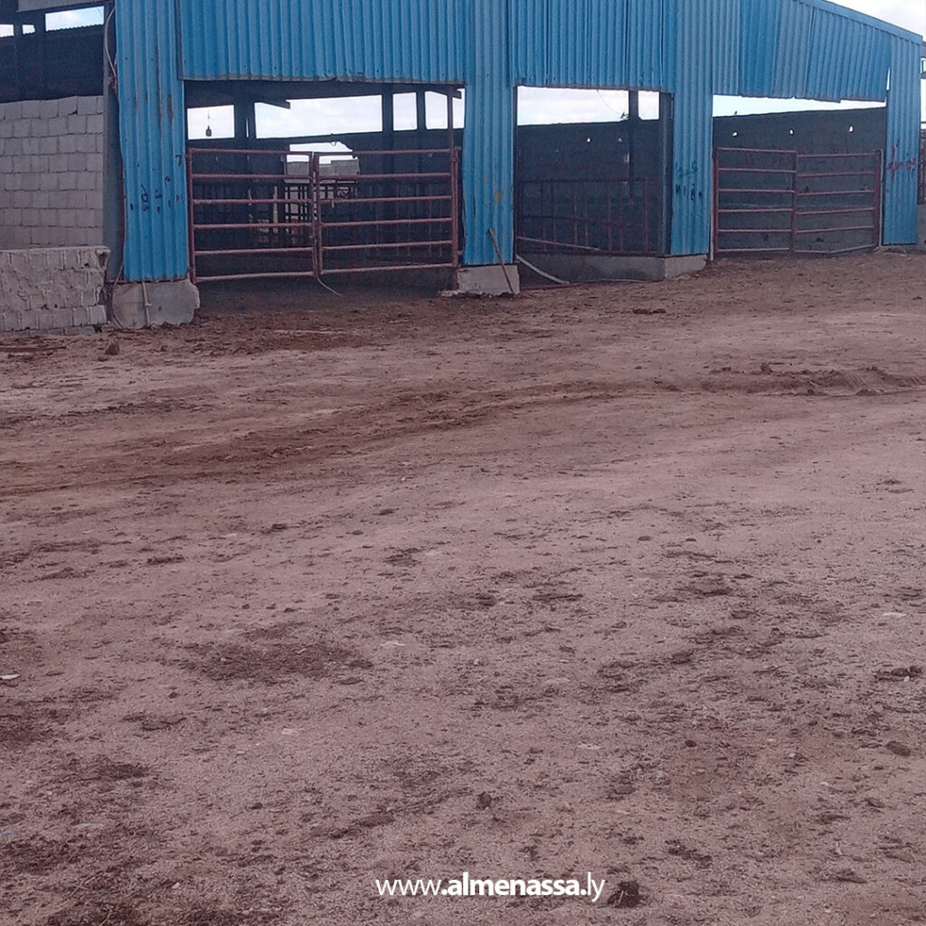 extra Recovered 72.jpg2 72 البدء في عملية حصر الأبقار الأفريقية المُعدّة للذبح داخل نطاق درنة