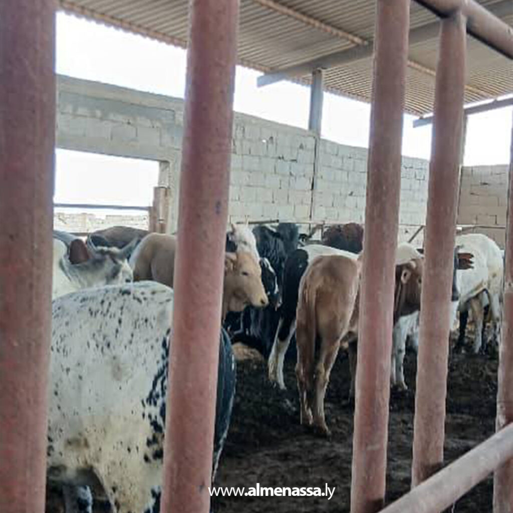 extra Recovered 72.jpg3 72 البدء في عملية حصر الأبقار الأفريقية المُعدّة للذبح داخل نطاق درنة