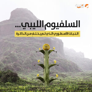 السلفيوم الليبي… النبات الأسطوري الذي لم يختفِ من الذاكرة