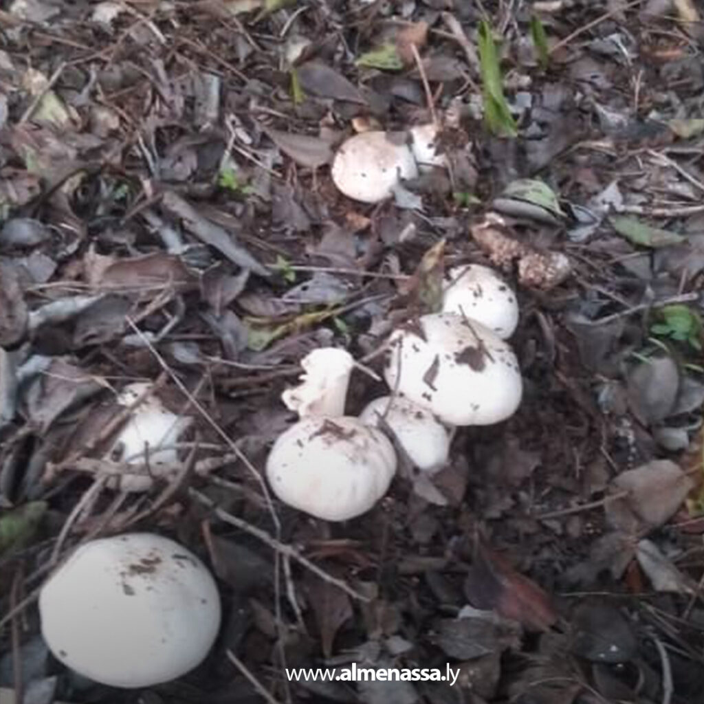 تحذير من فطر متداول يشابه «القمحي» بعد رصد حالات غير صالحة للاستهلاك بالجبل الأخضر 2 Extra 108.jpg2 108