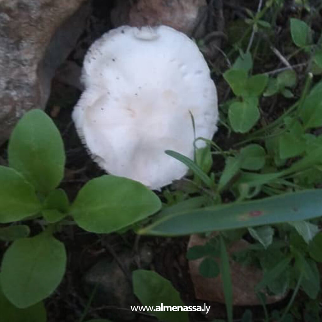 تحذير من فطر متداول يشابه «القمحي» بعد رصد حالات غير صالحة للاستهلاك بالجبل الأخضر 1 Extra 265