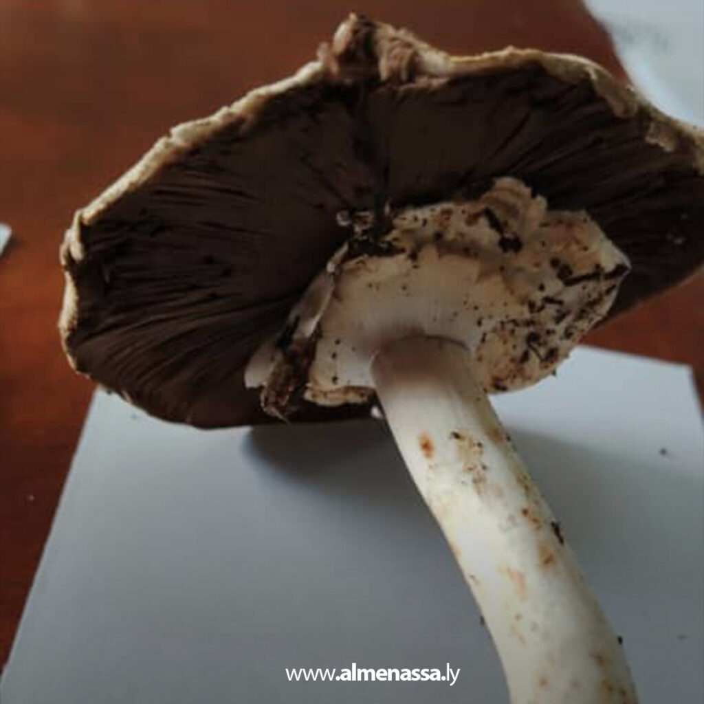 تحذير من فطر متداول يشابه «القمحي» بعد رصد حالات غير صالحة للاستهلاك بالجبل الأخضر 4 Extra 79.jpg4 79