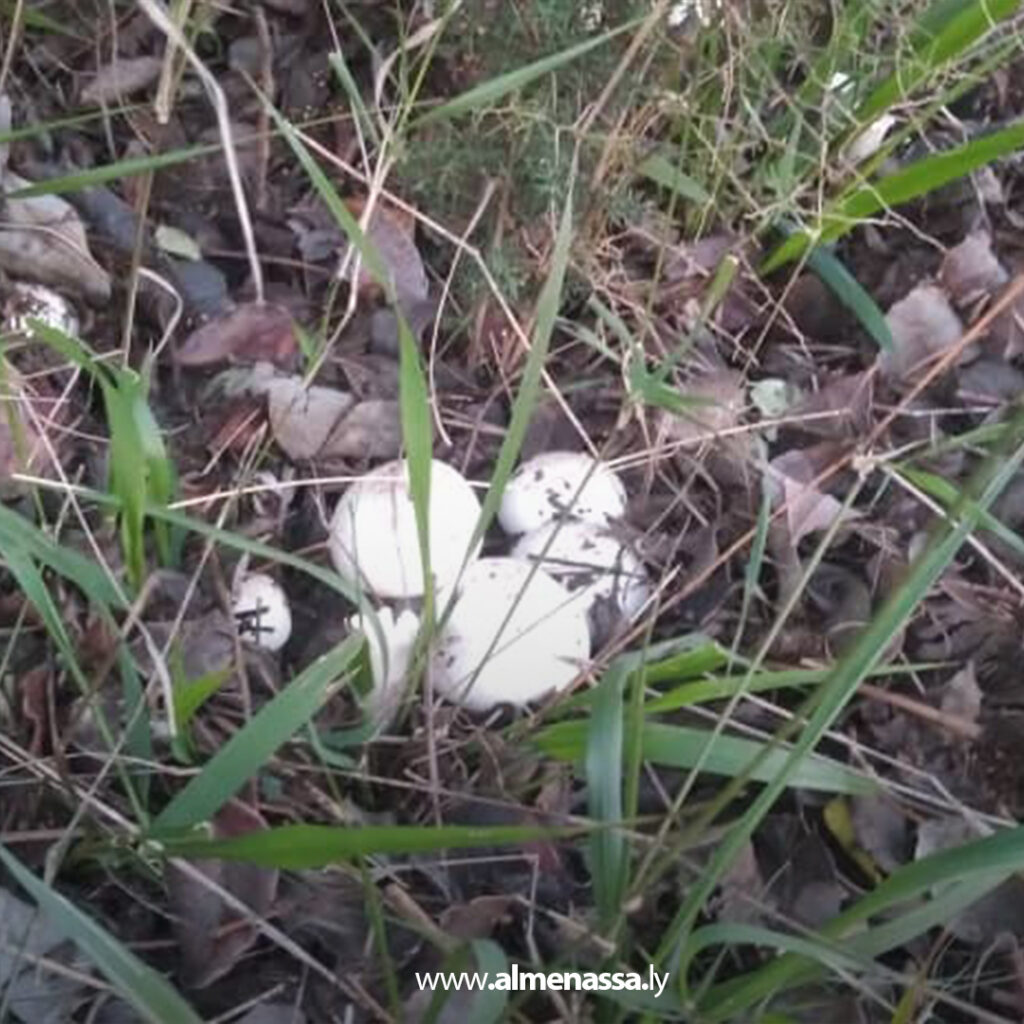 تحذير من فطر متداول يشابه «القمحي» بعد رصد حالات غير صالحة للاستهلاك بالجبل الأخضر 3 Extra 93.jpg3 93