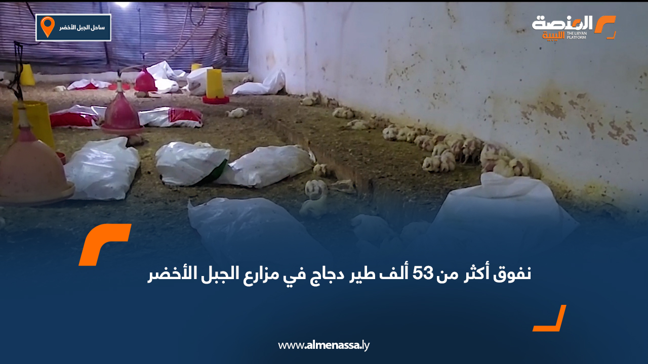 نفوق أكثر من 53 ألف طير دجاج في مزارع الجبل الأخضر