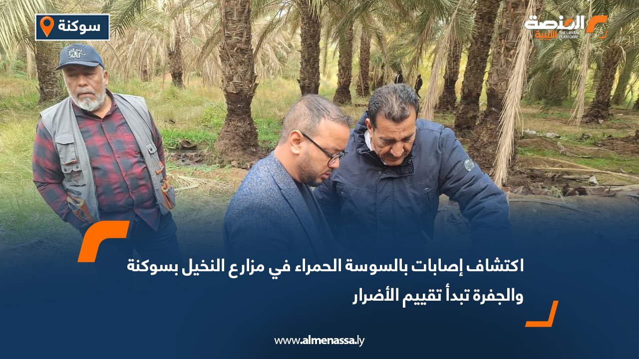 اكتشاف إصابات بالسوسة الحمراء في مزارع النخيل بسوكنة والجفرة تبدأ تقييم الأضرار