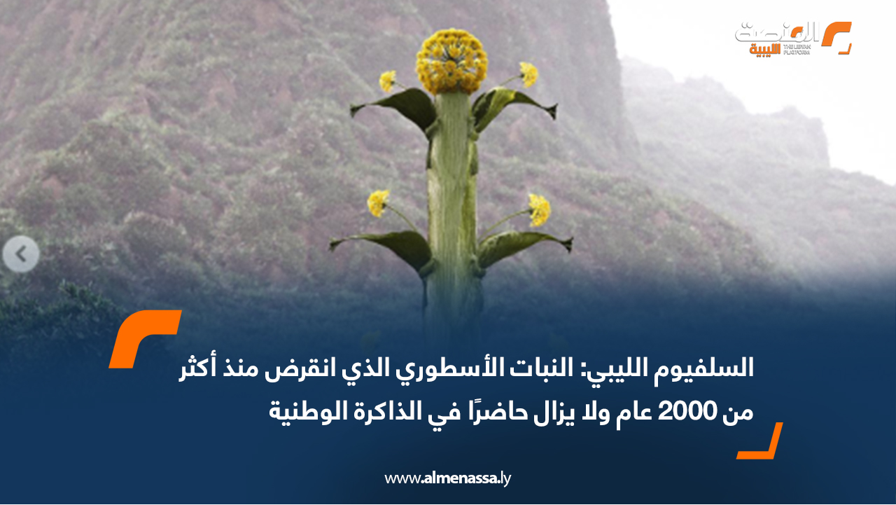 السلفيوم الليبي: النبات الأسطوري الذي انقرض منذ أكثر من 2000 عام ولا يزال حاضرًا في الذاكرة الوطنية
