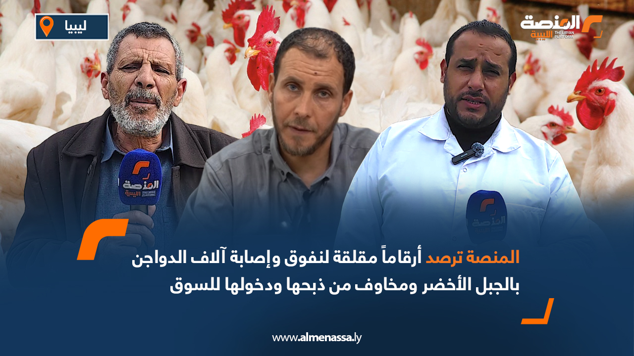 المنصة ترصد أرقاماً مقلقة لنفوق وإصابة آلاف الدواجن بالجبل الأخضر ومخاوف من ذبحها ودخولها للسوق