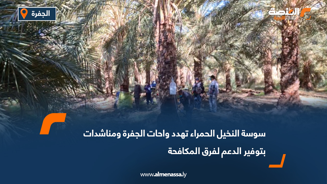 سوسة النخيل الحمراء تهدد واحات الجفرة ومناشدات بتوفير الدعم لفرق المكافحة