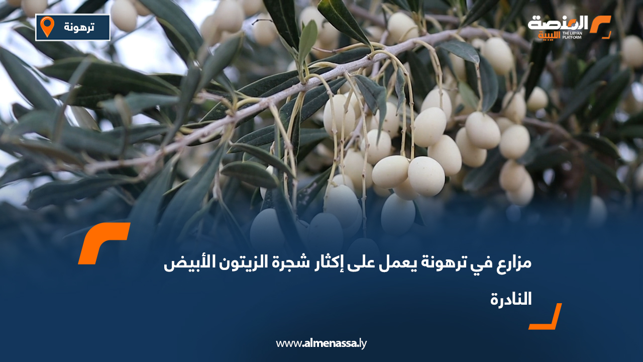 مزارع في ترهونة يعمل على إكثار شجرة الزيتون الأبيض النادرة