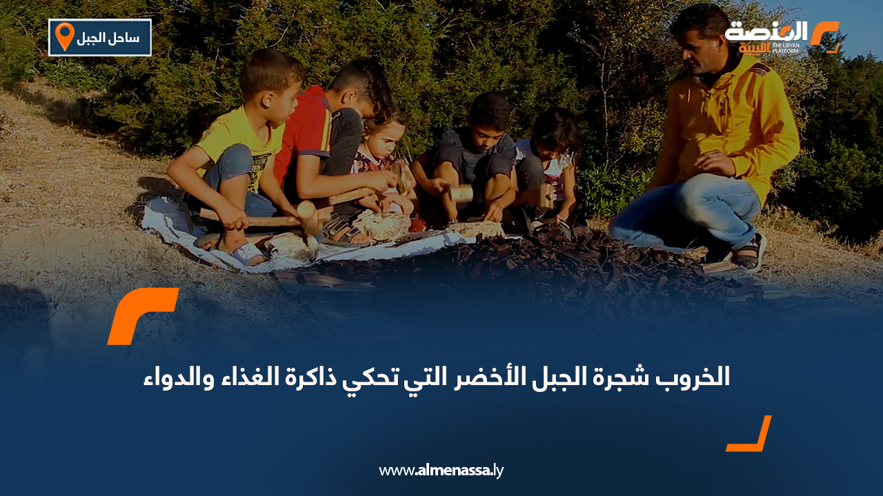 الخروب شجرة الجبل الأخضر التي تحكي ذاكرة الغذاء والدواء