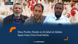 Mass Poultry Deaths in Al-Jabal al-Akhdar Spark Fears Over Food Safety