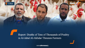 Report: Deaths of Tens of Thousands of Poultry in Al-Jabal Al-Akhdar Threaten Farmers