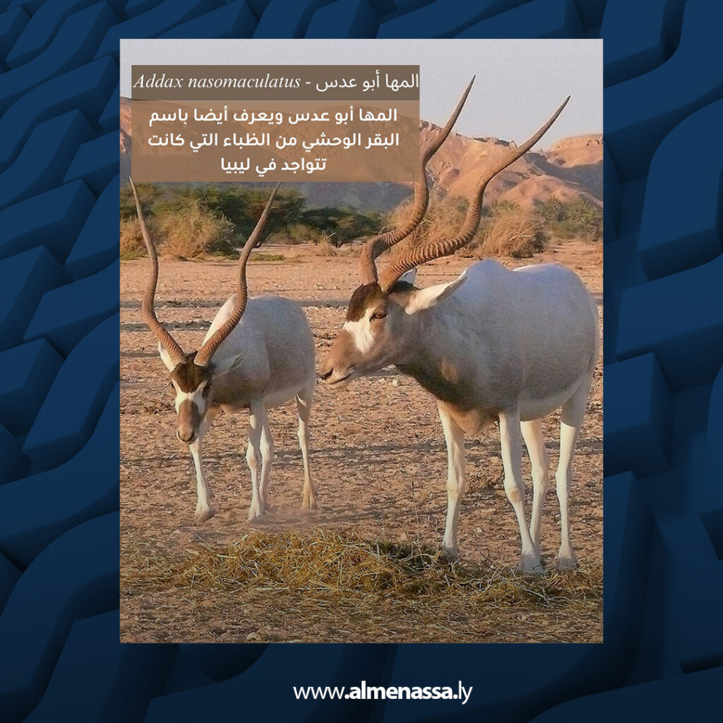 extra Recovered 20.jpg2 20 منظمة البراري تحذّر من تداول صور وأنواع ظباء غير ليبية في المواد التوعوية