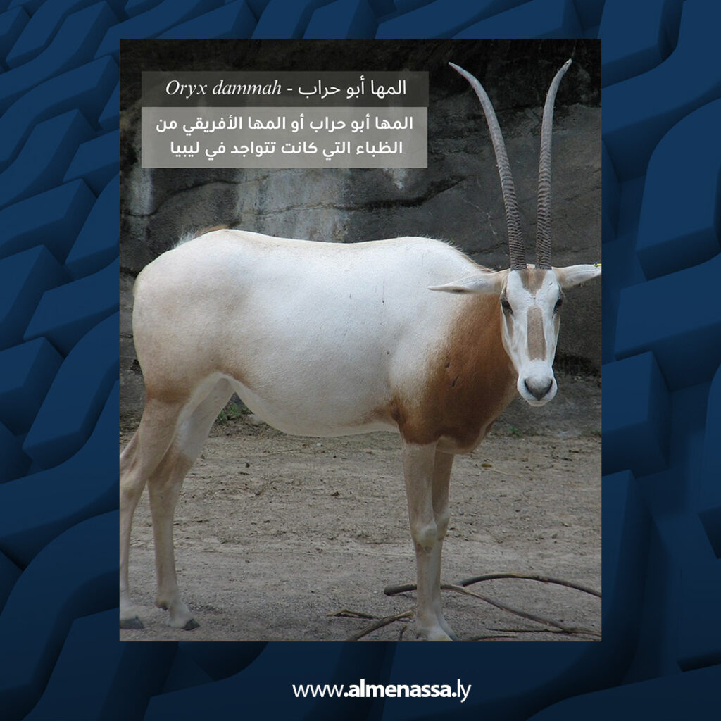 extra Recovered 21.jpg3 21 منظمة البراري تحذّر من تداول صور وأنواع ظباء غير ليبية في المواد التوعوية