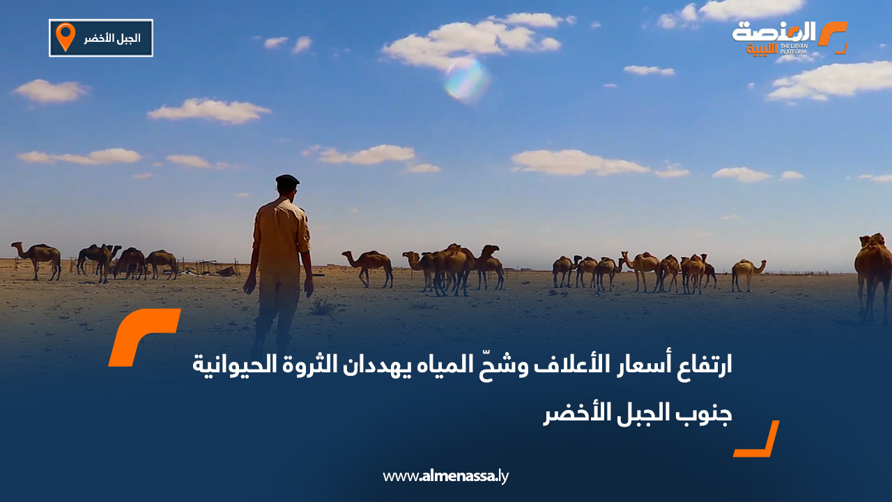 ارتفاع أسعار الأعلاف وشحّ المياه يهددان الثروة الحيوانية جنوب الجبل الأخضر