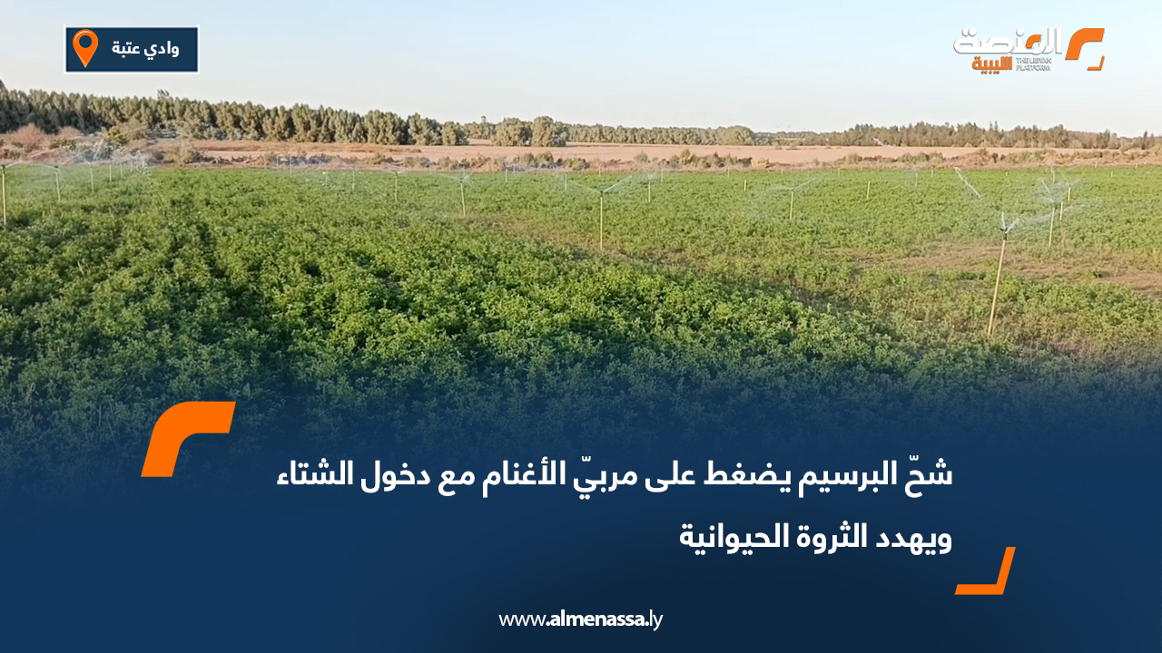 شحّ البرسيم يضغط على مربّي الأغنام مع دخول الشتاء ويهدد الثروة الحيوانية