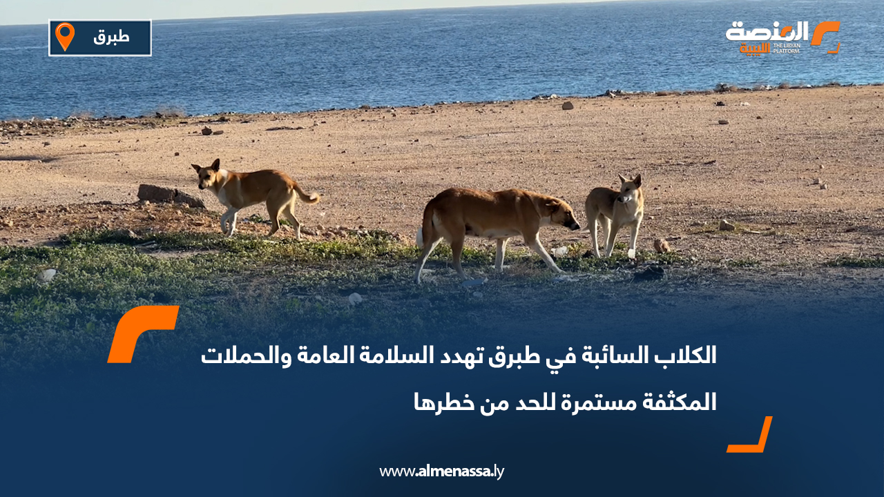 الكلاب السائبة في طبرق تهدد السلامة العامة والحملات المكثفة مستمرة للحد من خطرها