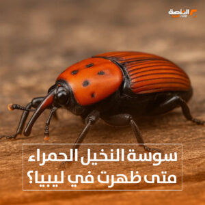 سوسة النخيل متى ظهرت في ليبيا؟