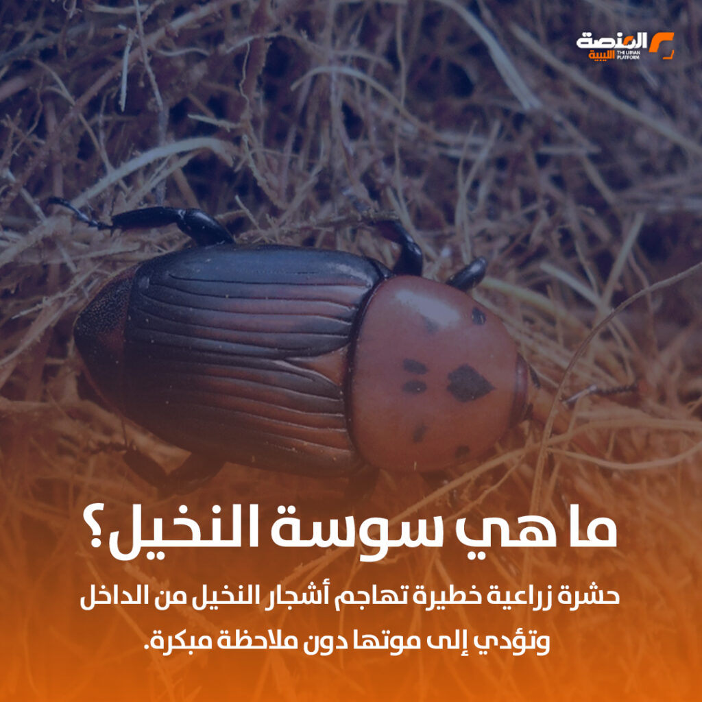 سوسة النخيل متى ظهرت في ليبيا؟ 1 02 copy 5