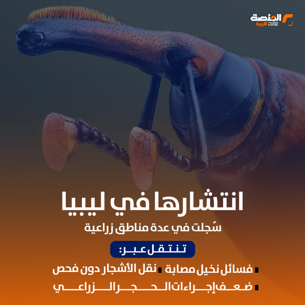 سوسة النخيل متى ظهرت في ليبيا؟ 2 03 copy 5