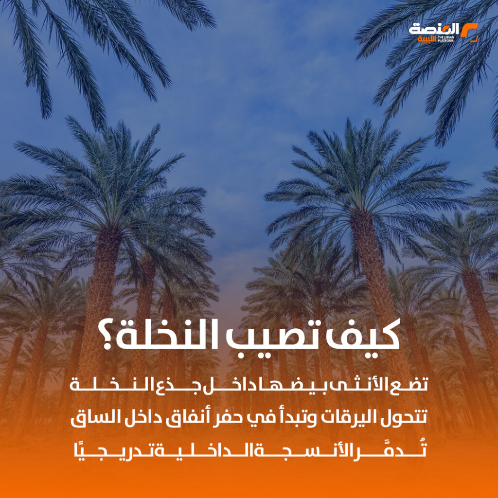 سوسة النخيل متى ظهرت في ليبيا؟ 3 04 copy 5