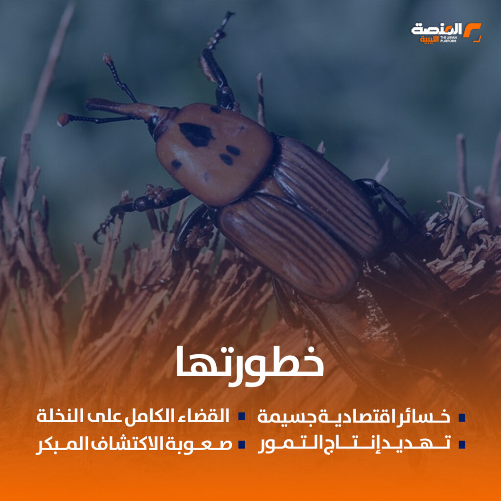 سوسة النخيل متى ظهرت في ليبيا؟ 4 05 copy 3