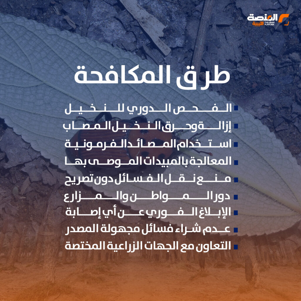 سوسة النخيل متى ظهرت في ليبيا؟ 5 06 copy 2