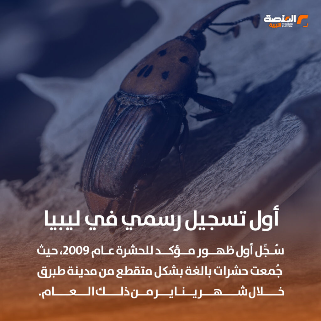 سوسة النخيل متى ظهرت في ليبيا؟ 6 07 copy 2