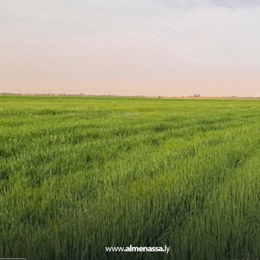 Extra 85.jpg1 85 مشروع الويغ الزراعي بالقطرون يواصل تنفيذ مرحلته الأولى لتعزيز التنمية في أقصى الجنوب