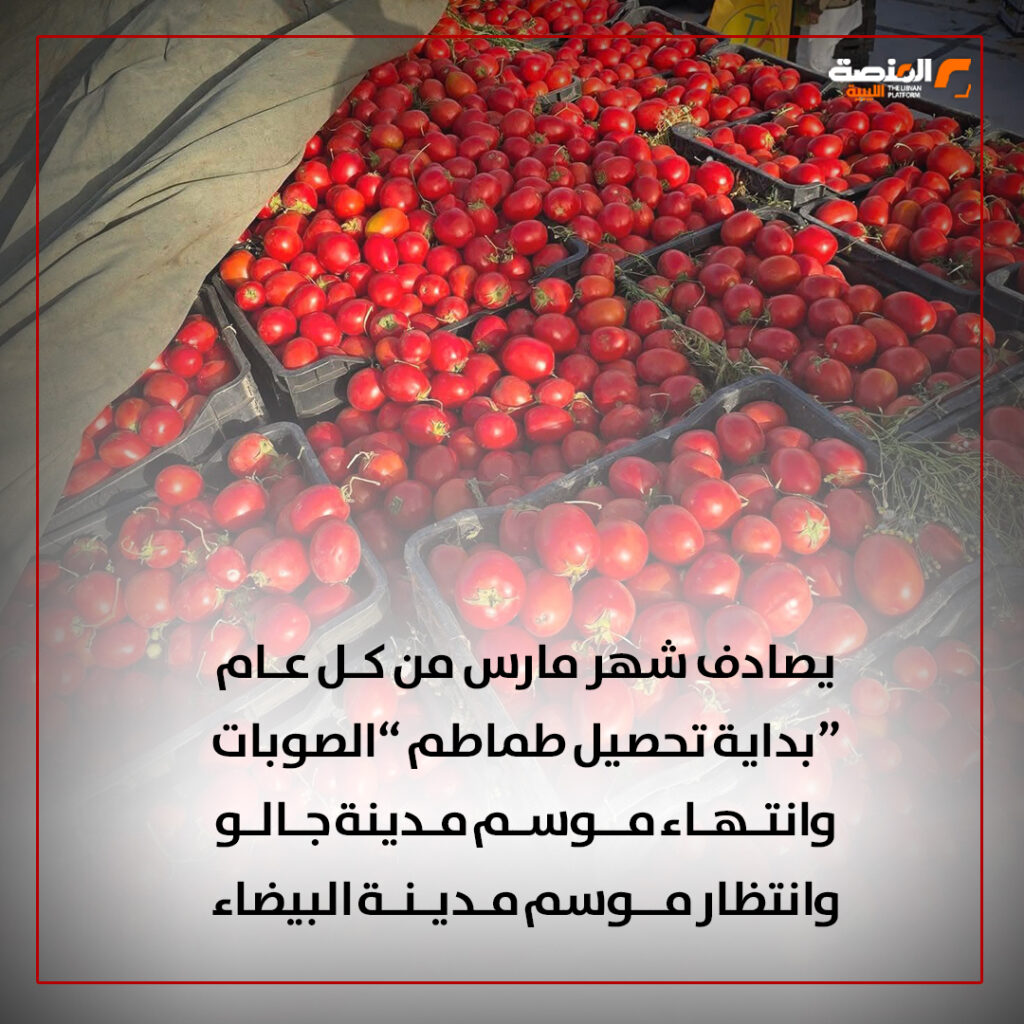 05 copy 4 سعر الطماطم يقفز خمسة أضعاف خلال 24 يوماً من مارس