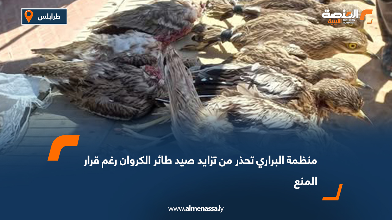 منظمة البراري تحذر من تزايد صيد طائر الكروان رغم قرار المنع