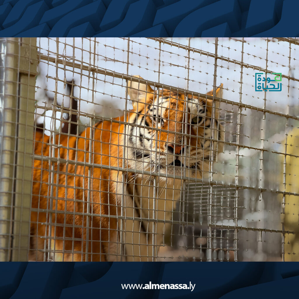 extra Recovered 2.jpg12 2 الدبيبة يعلن افتتاح حديقة الحيوان أبوسليم أول أيام عيد الفطر بعد صيانة شاملة استمرت سنوات
