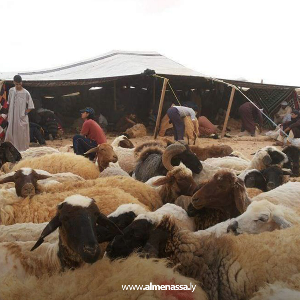 Extra 127.jpg2 127 موسم "الجلامة".. عُرس الربيع الذي يجمع التراث والعمل في البادية