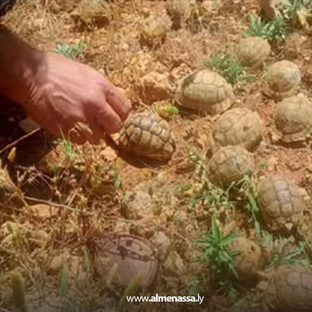 Extra 278.jpg1 278 منظمة البراري تحذر من تهريب السلاحف البرية وتؤكد خطورة استهداف الأنواع المهددة بالانقراض في ليبيا