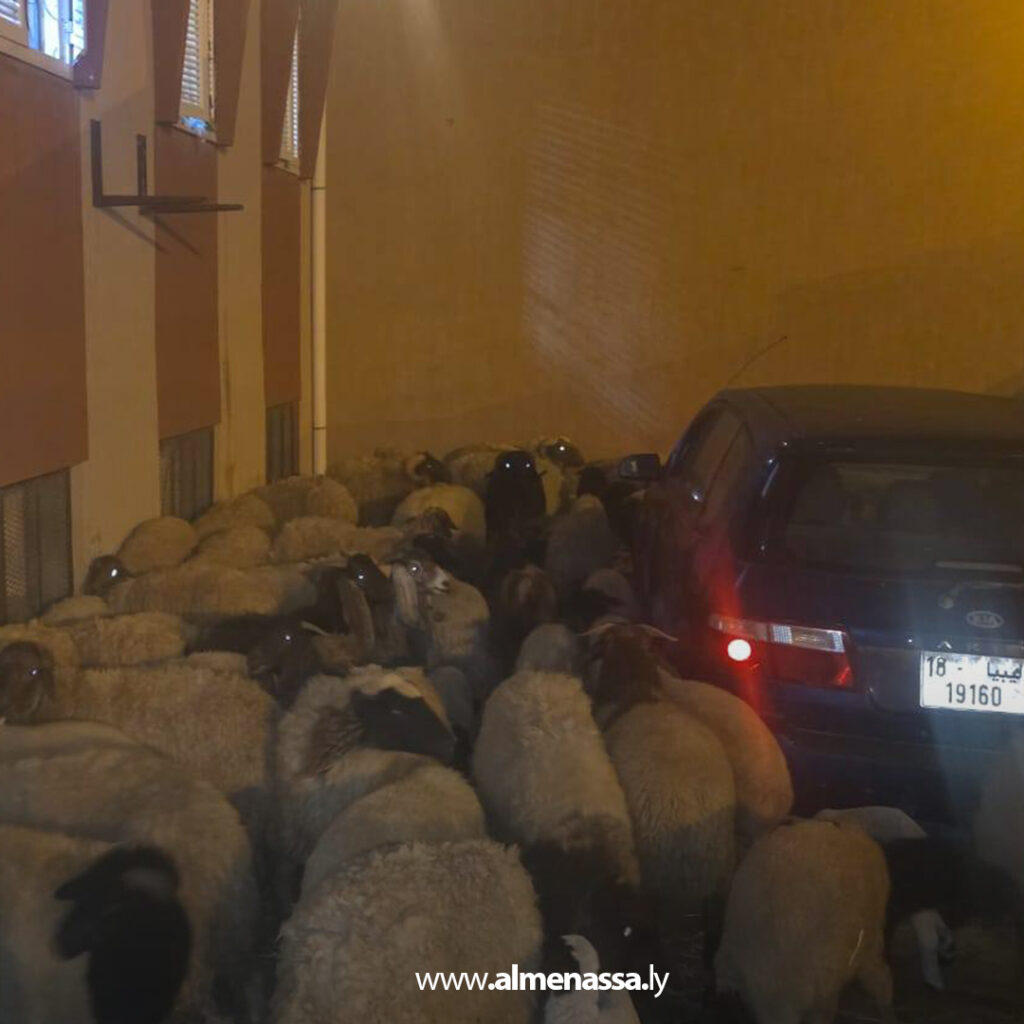 Extra 310 ضبط تشكيل عصابي سرق 107 رأس أغنام بقيمة 300 ألف دينار في درنة