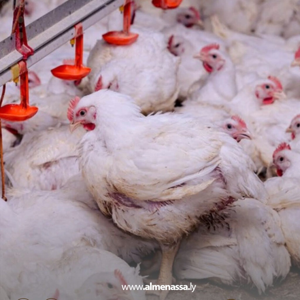 Extra 350.jpg1 350 وزير الزراعة يتفقد مشروع دواجن ترهونة لدعم استقرار الأسعار