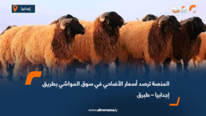 المنصة ترصد أسعار الأضاحي في سوق المواشي بطريق إجدابيا – طبرق