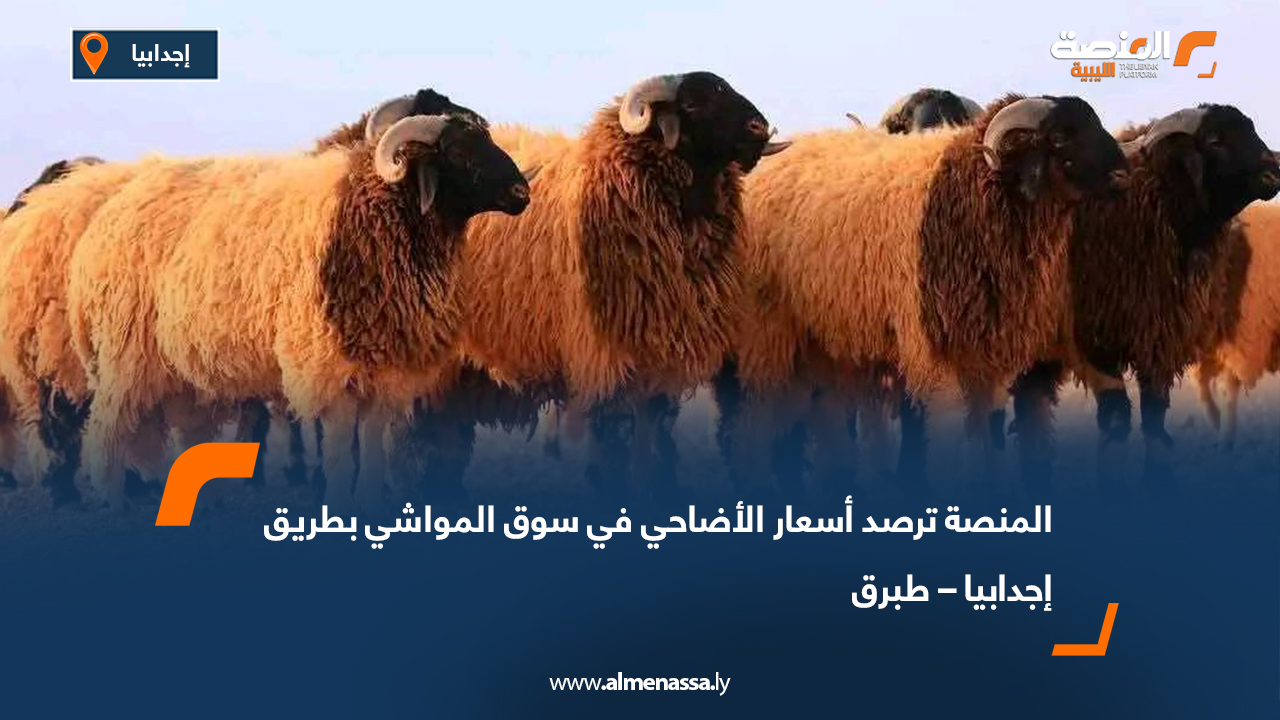 المنصة ترصد أسعار الأضاحي في سوق المواشي بطريق إجدابيا – طبرق