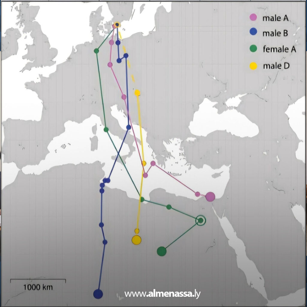 extra Recovered 31.jpg2 31