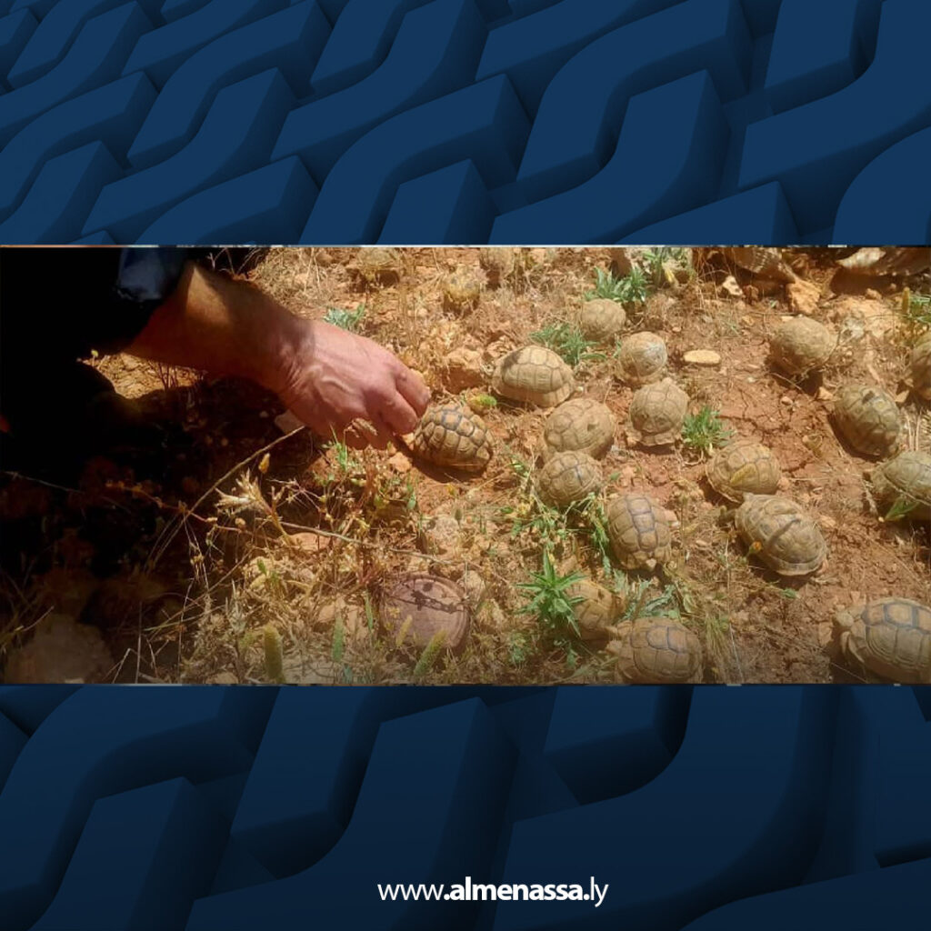 extra Recovered 57.jpg4 57 جهاز الشرطة الزراعية يحبط تهريب سلاحف برية عبر منفذ أمساعد ويعيد إطلاقها