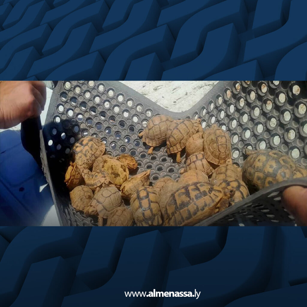 extra Recovered 71.jpg2 71 جهاز الشرطة الزراعية يحبط تهريب سلاحف برية عبر منفذ أمساعد ويعيد إطلاقها