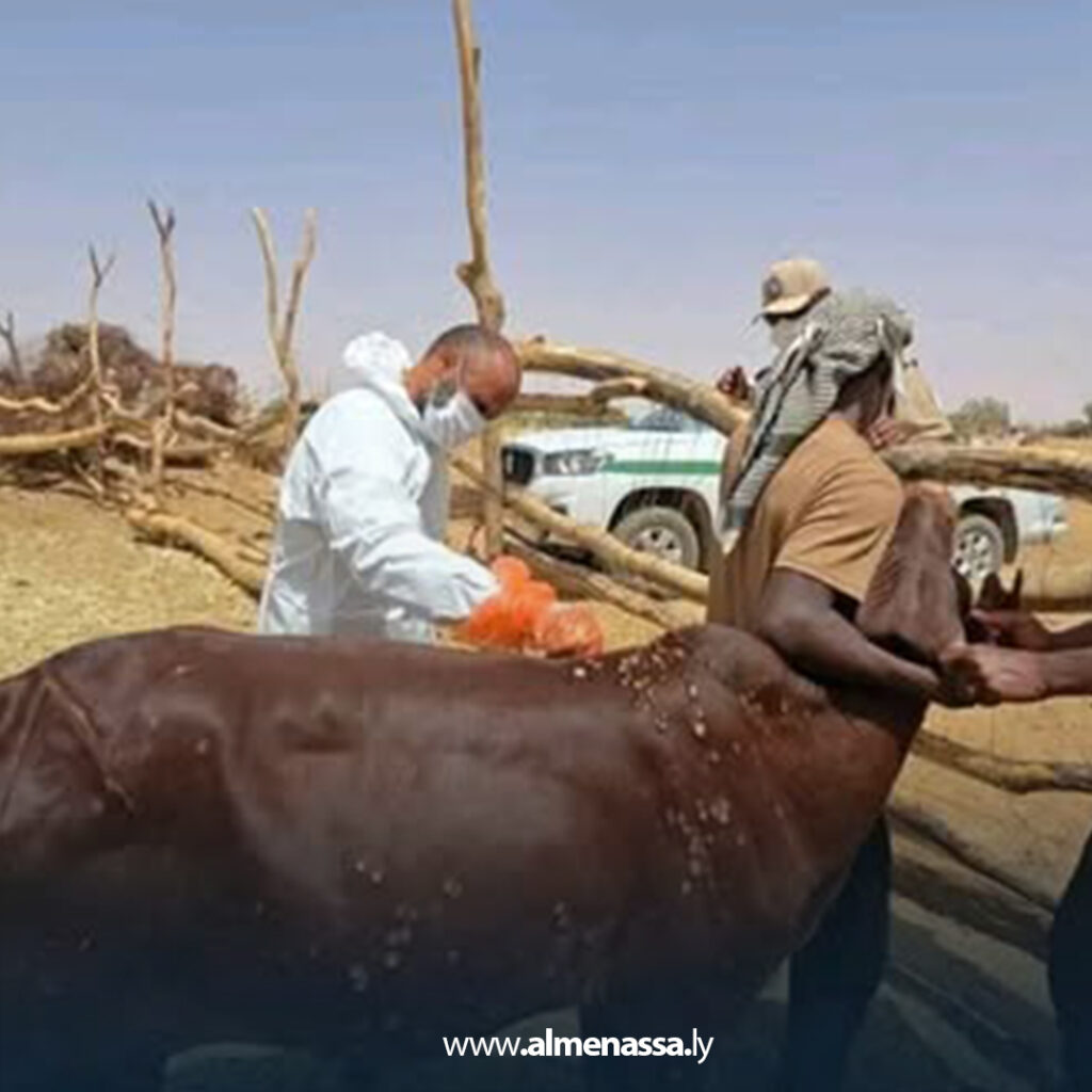 Extra 11.jpg111 11 اشتباه إصابات بمرض الجلد العقدي في أبقار واردة من دول الجوار بسوق أم الأرانب