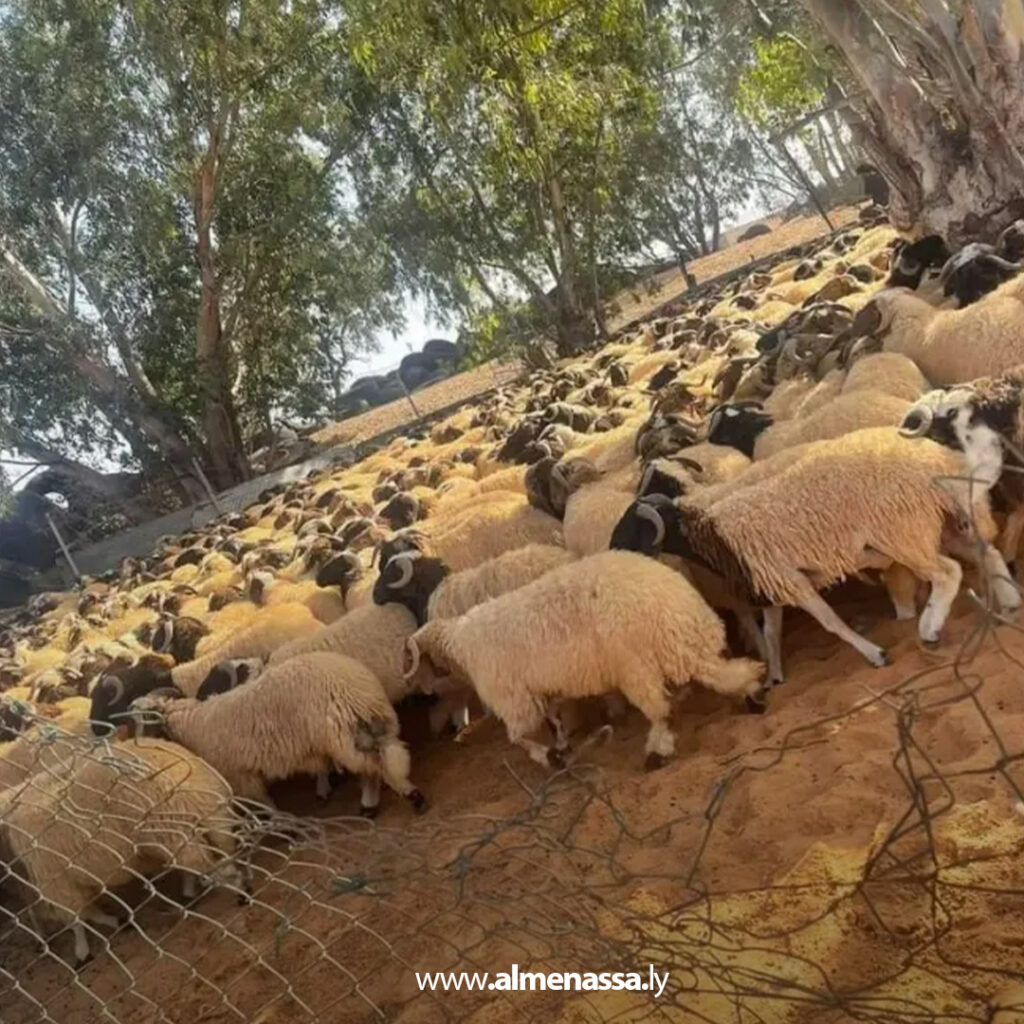 Extra 126.jpg1 126 عيد الأضحى في ليبيا.. عادات قديمة تقاوم الاندثار