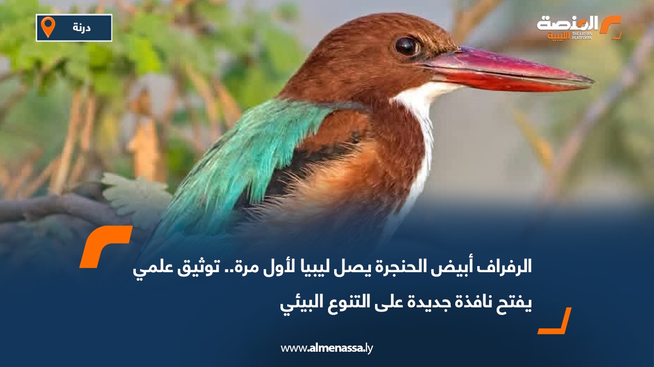 الرفراف أبيض الحنجرة يصل ليبيا لأول مرة.. توثيق علمي يفتح نافذة جديدة على التنوع البيئي
